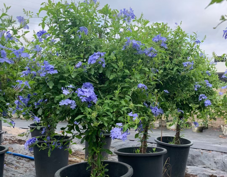 蓝雪花